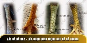 Vảy gà đá hay - Lựa chọn quan trọng cho Đá Gà Thomo