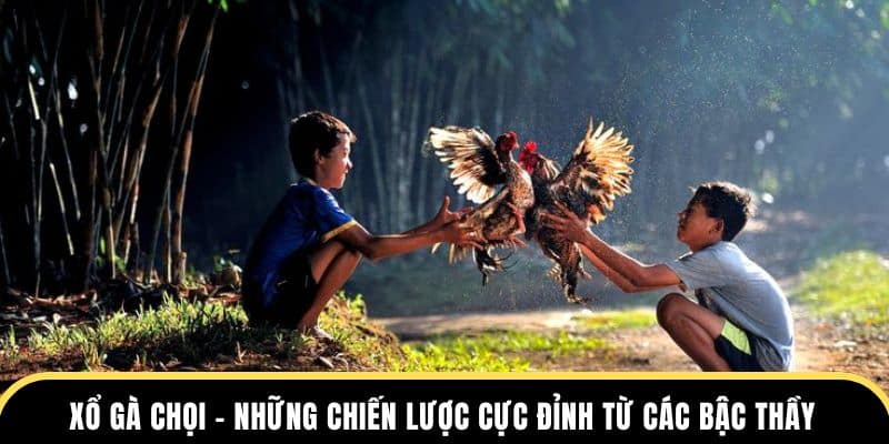 xổ gà chọi tại nhà cái đá gà thomo