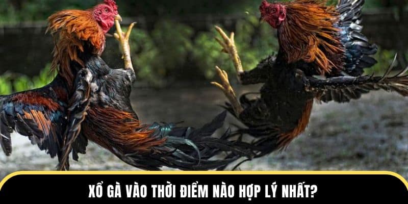 Xổ gà chọi vào thời điểm nào hợp lý nhất đá gà thomo?