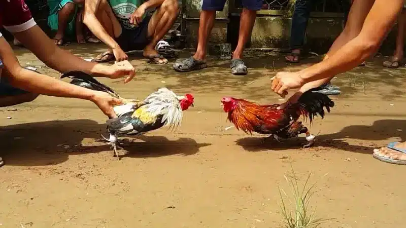 Xem Đá gà Thomo hôm nay nên biết luật chơi khung giờ và thuật ngữ cơ bản